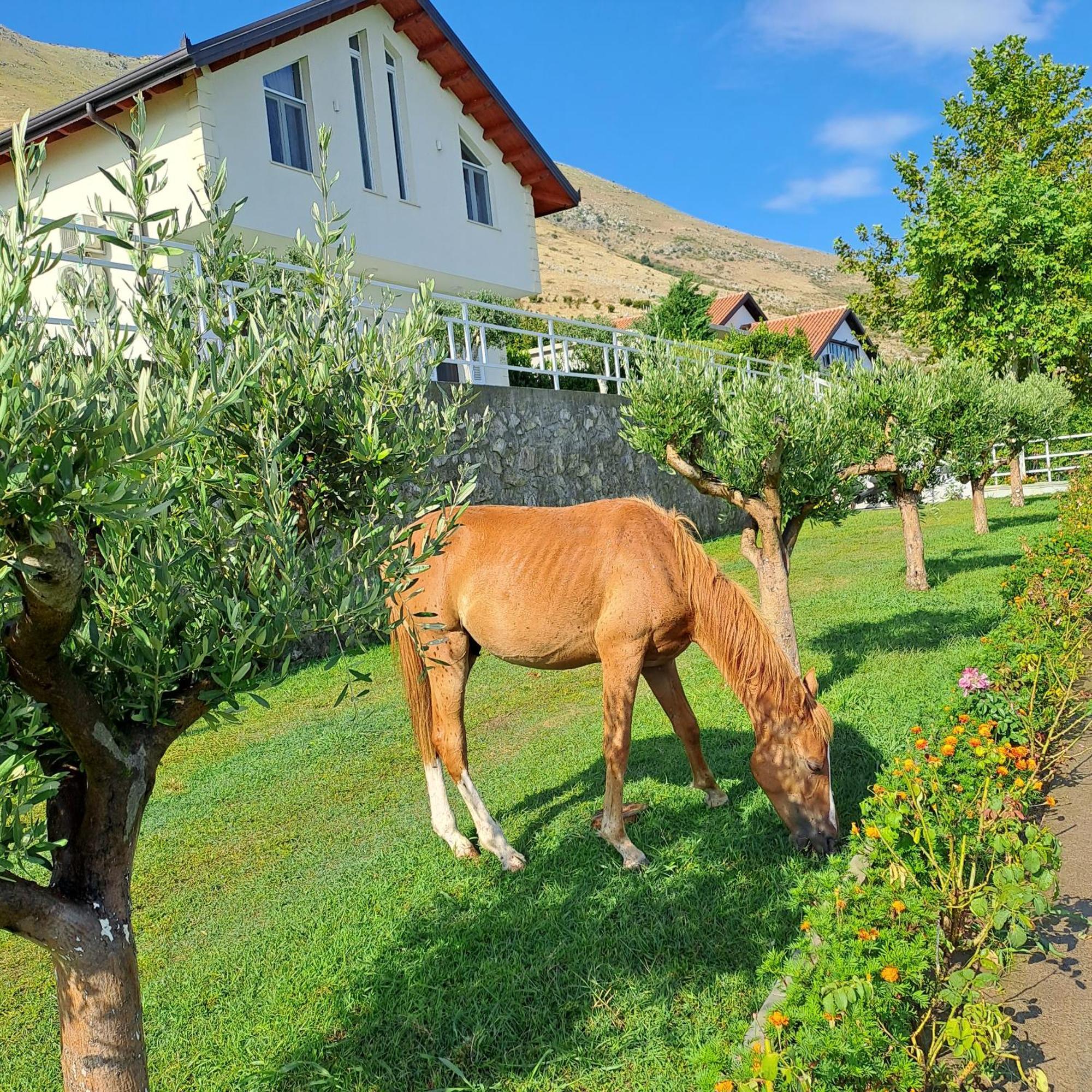 Xhuli Guesthouse Σκόδρα Εξωτερικό φωτογραφία